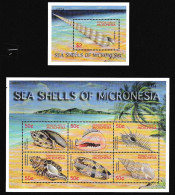 Micronesia Seashells - Micronésie