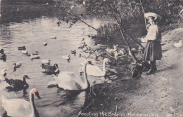 487466Rouken Glen, Feeding The Swans. 1920.  - Renfrewshire