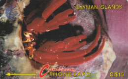 PHONE CARD CAYMAN ISLANDS (E75.3.7 - Kaaimaneilanden