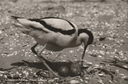 4905 132 Schiermonnikoog, Kluut Bij Zijn Nest. (Fotokaart)  - Schiermonnikoog