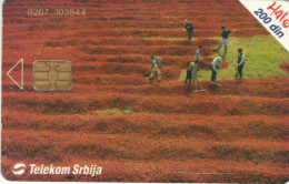 PHONE CARD SERBIA (E79.43.4 - Yougoslavie