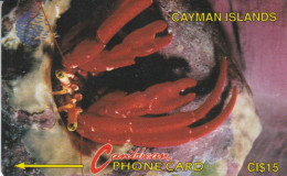 PHONE CARD CAYMAN ISLAND (E82.14.2 - Kaaimaneilanden