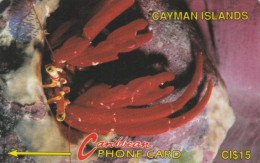 PHONE CARD CAYMAN ISLAND (E82.14.4 - Kaimaninseln (Cayman I.)