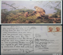 EL)1980 INDIA, POSTCARD INDIAN LANGUR MONKEY, PAIR OF GANDHI 35P, AIRMAIL, MAILED FROM COONOOR INDIA TO NEPAL, VF - Gebraucht