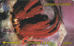 PHONE CARD CAYMAN ISLANDS (E84.21.3 - Kaaimaneilanden