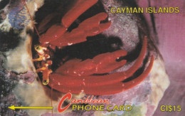 PHONE CARD CAYMAN ISLAND (E89.9.6 - Iles Cayman