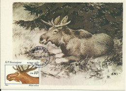 Cartes Maximum - Bulgarie - Alce - Moose - Alces Alces - Storia Postale