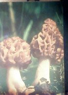 FONGHI FUNGO MORCHELLA SPUGNOLA  PARCO DEL CIRCEO  N1975 JR4767 - Mushrooms