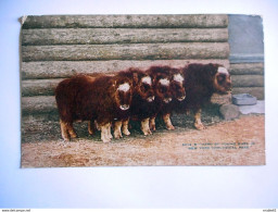 CPA NEW YORK  ZOOLOGICAL PARK HERD OF YOUNG MUSK OX - Parks & Gärten