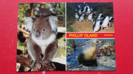 Penguins,Koala,Seal.Phillip Island - Sonstige & Ohne Zuordnung