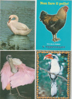 VENDO AL MIGLIORE OFFERENTE 52 CARTOLINE CON ANIMALI PENNUTI.POSSIBILE VENDITA SINGOLE CARTOLINE. - Colecciones Y Lotes