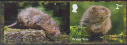 Great Britain 2023 - Water Vole (Arvicola Amphibius) - Rodents
