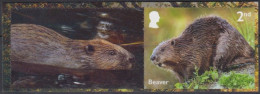 Great Britain 2023 - Beaver (Castor Sp) - Rodents