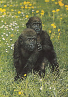 GORILLA, MONKEY, POSTCARD, ROMANIA - Singes