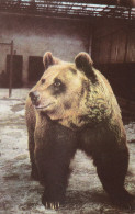 BUCHAREST, ZOO, BEAR, POSTCARD, ROMANIA - Ours