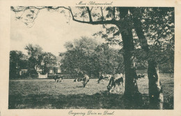 * BLOEMENDAAL - Omgeving Duin En Daal - Vaches En Pâture - Vache - Mooi Bloemendaal - 1917 - Bloemendaal