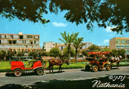 21151 NATHANYA COACHES AT INDEPENDENCE  SQUARE   Calèches  Chevaux  ISRAEL  ( 2 Scans) - Israel