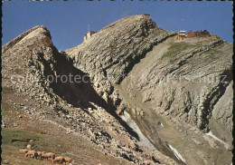 11851923 Saentis AR Schafe Berghaus  Saentis AR - Sonstige & Ohne Zuordnung