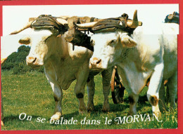 On Se Balade Dans Le Morvan - Paire De Boeufs - Galvacher Roulage - Bourgogne