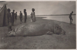 OUBANGUI CHARI / TRES BELLE PHOTO DE CHASSE A L HIPPOPOTAME  / FORMAT CP / DOS BLANC - Centrafricaine (République)