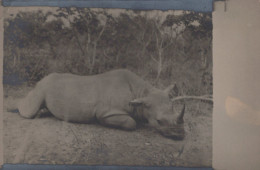 OUBANGUI CHARI / TRES BELLE CARTE PHOTO DE CHASSE AU RHINOCEROS  / - Centrafricaine (République)