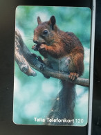 T-306 - SWEDEN TELECARD, PHONECARD, ANIMAL, ÉCUREUIL, SQUIRREL - Suecia