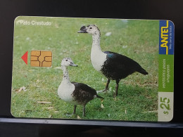 T-314 - URUGUAY TELECARD, PHONECARD, BIRD, OISEAU,  - Uruguay