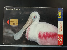 T-316 - URUGUAY TELECARD, PHONECARD, BIRD, OISEAU - Uruguay