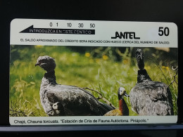 T-317 - URUGUAY TELECARD, PHONECARD, ANIMAL, BIRD, OISEAU, - Uruguay