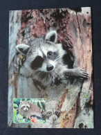 Carte Maximum Card Racoon Raton Laveur Guadeloupe 2007 - Roedores
