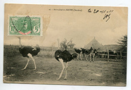 MALI KAYES Soudan Francais Autrucherie Parc Elevages D'Autruches 1911 Timb Coll Albaret    D07 2023 - Mali