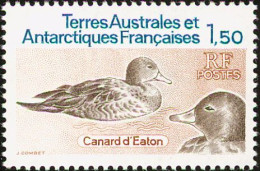 TAAF 1983 (AVE198) (MNH) (Mi 172) - Eaton's Pintail (Anas Eatoni) - Marine Web-footed Birds