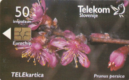 PHONE CARD SLOVENIA (E36.1.4 - Slovenia