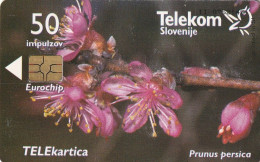 PHONE CARD SLOVENIA (E36.1.4 - Slowenien