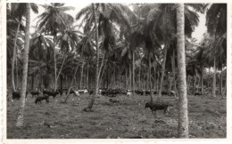 MOÇAMBIQUE ??? ( REAL FOTO) - Mozambique