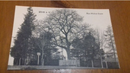 FRANCE WAR MEMORIAL TREE Woerth Wörth A. S Mac Mahon Baum Mit Armeedenkmal Arbre De Mac Mahon Avec Mémorial De L'armée - Wörth