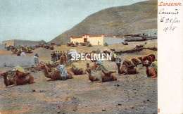 Camels In Lanzarote - Lanzarote