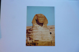 GIZA  -   The Sphinx  -  EGYPTE -  EGYPT - Gizeh