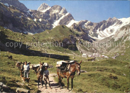 11703123 Meglisalp Altmann Saentis Saumtiere Am Rotsteinpass Mit Lisengrat Altma - Autres & Non Classés