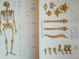 Atlante Di Anatomia Umana Descrittiva - Angelo Farina - Medicina, Biologia, Chimica