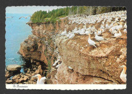 Percé  Gaspésie Québec - Les Oiseaux Sur Les Falaises De L'Ile Bonaventure Par Unic - No: 24713-B - Percé