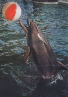 CONSTANTA, DOLPHIN, BALL, POSTCARD, ROMANIA - Delphine