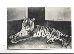 CPA MUSEUM D HISTOIRE NATURELLE TIGRE D ASIE - Tigres