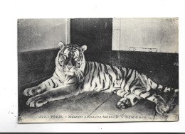 CPA MUSEUM D HISTOIRE NATURELLE TIGRE D ASIE - Tijgers