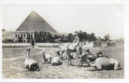 CAMEL GROUP, CHEOPS, EGYPT. UNUSED POSTCARD   Hold 10 - Piramiden