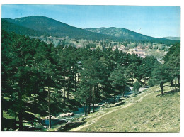 PINARES / PINE GROVE / BOIS DE PINS.- SAN RAFAEL - SEGOVIA.- ( ESPAÑA ) - Segovia