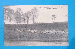 Cp, 19, BUGEAT, Le Retour à La Bergerie, Bords De La Vezère, Agriculuture, élevage, Vierge, Corrèze - Altri & Non Classificati