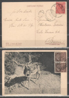 Egeo - Cartolina Rodi (cervo Del Fossato) Con Pittorica 1932 20 C. + 50 C. X2 Aggiunti - Ägäis