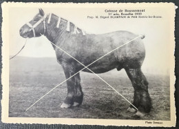 PETIT-ROEULX-LEZ-BRAINE Cheval Colosse De Boussemont 1er Prix 1935 Propr. E Blampain CP édit. Le Sillon Belge La Hulpe - Braine-le-Comte