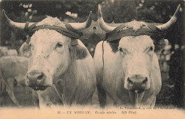 FRANCE - En Morvan - Boeufs Attelés - ND Phot - Carte Postale Ancienne - Other & Unclassified